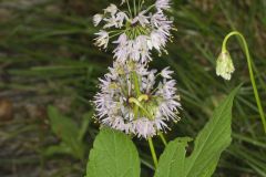 Nodding Onion, Allium cernuum Nodding Onion, Allium cernuum