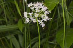 Nodding Onion, Allium cernuum Nodding Onion, Allium cernuum