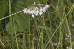 Nodding Onion, Allium cernuum Nodding Onion, Allium cernuum