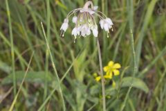 Nodding Onion, Allium cernuum Nodding Onion, Allium cernuum