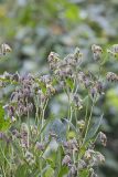 Nodding Rattlesnakeroot, Nabalus crepidineus