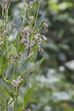 Nodding Rattlesnakeroot, Nabalus crepidineus