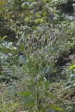 Nodding Rattlesnakeroot, Nabalus crepidineus