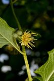 Nodding Rattlesnakeroot, Nabalus crepidineus
