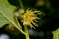 Nodding Rattlesnakeroot