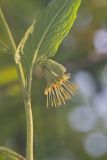 Nodding Rattlesnakeroot, Nabalus crepidineus