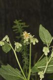 Nodding Rattlesnakeroot, Nabalus crepidineus