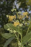 Nodding Rattlesnakeroot, Nabalus crepidineus