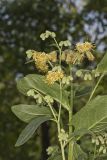 Nodding Rattlesnakeroot, Nabalus crepidineus