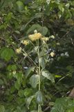 Nodding Rattlesnakeroot, Nabalus crepidineus