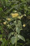 Nodding Rattlesnakeroot, Nabalus crepidineus