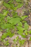 Nodding Rattlesnakeroot, Nabalus crepidineus