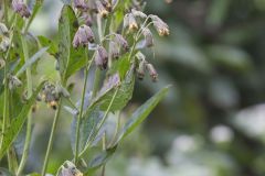 Nodding Rattlesnakeroot, Nabalus crepidineus