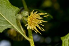 Nodding Rattlesnakeroot, Nabalus crepidineus