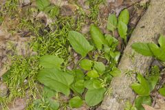 Nodding Rattlesnakeroot, Nabalus crepidineus