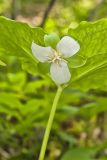 Nodding Trillium, Trillium Flexipes