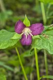 Nodding Trillium, Trillium Flexipes