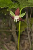 Nodding Trillium, Trillium Flexipes