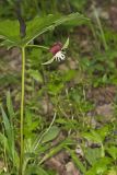 Nodding Trillium, Trillium Flexipes
