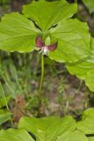 Nodding Trillium, Trillium Flexipes