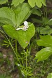 Nodding Trillium, Trillium Flexipes
