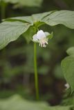 Nodding Trillium, Trillium Flexipes