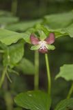Nodding Trillium, Trillium Flexipes
