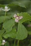 Nodding Trillium, Trillium Flexipes