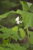 Nodding Trillium, Trillium Flexipes