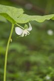 Nodding Trillium, Trillium Flexipes