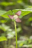 Nodding Trillium, Trillium Flexipes