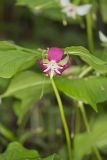 Nodding Trillium, Trillium Flexipes