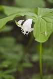 Nodding Trillium, Trillium Flexipes