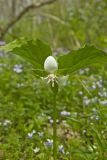 Nodding Trillium, Trillium Flexipes