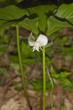 Nodding Trillium, Trillium Flexipes