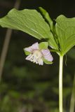 Nodding Trillium, Trillium Flexipes