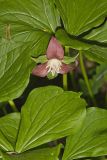 Nodding Trillium, Trillium Flexipes