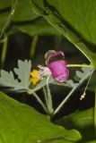 Nodding Trillium, Trillium Flexipes