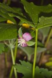 Nodding Trillium, Trillium Flexipes