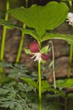 Nodding Trillium, Trillium Flexipes