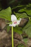 Nodding Trillium, Trillium Flexipes