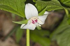 Nodding Trillium