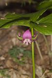 Nodding Trillium, Trillium Flexipes