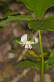 Nodding Trillium, Trillium Flexipes