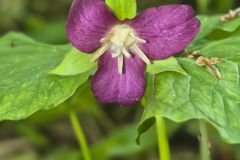 Nodding Trillium, Trillium Flexipes