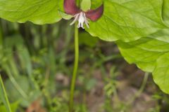 Nodding Trillium, Trillium Flexipes