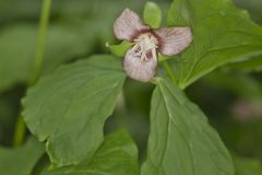 Nodding Trillium, Trillium Flexipes