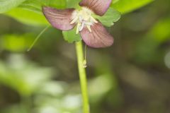 Nodding Trillium, Trillium Flexipes