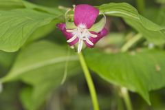 Nodding Trillium, Trillium Flexipes