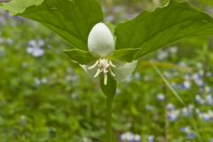 Nodding Trillium, Trillium Flexipes
